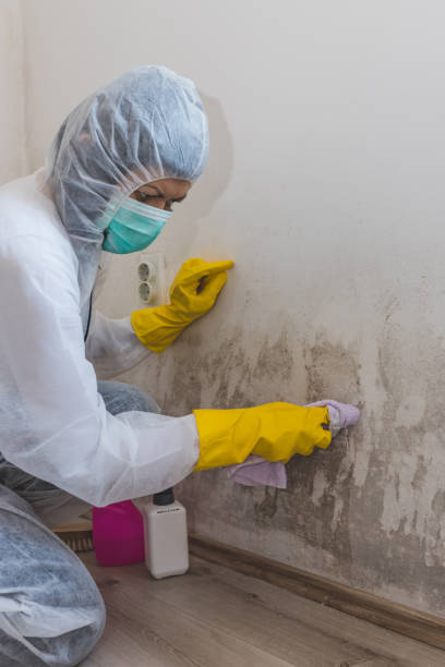 Best Mold Damage Restoration  in Mountain Home, AR