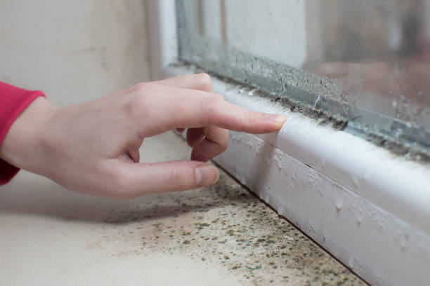 Trusted Mountain Home, AR Mold Removal Experts